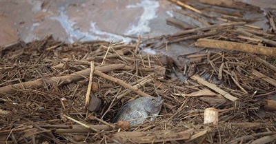 Performance Protest at Vale Shareholder Meeting Draws Attention to Mining Disaster in Brazil