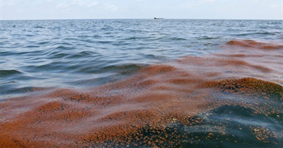 'Status Quo': Shell Spews Nearly 90,000 Gallons of Oil Into Gulf of Mexico in Latest Spill