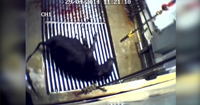 Thousand Eyes - A Graphic Exposé of Australian Animal Agriculture