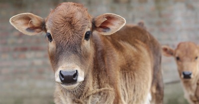 We are human helping animals. This is our story.