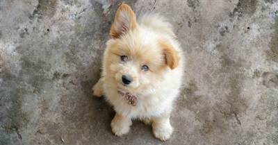 What's the Difference between Eating Pork Belly and Puppy Belly? Not much