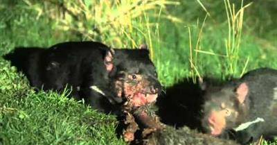 The Devil Ark Story Part 1