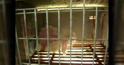 Once You See What Happens to These Rabbits You'll Never Buy Angora Again