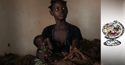 Children of Tobacco - Malawi's Shocking Plantation Exploitation