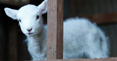 Farm animal sanctuaries: Protection from legalised cruelty
