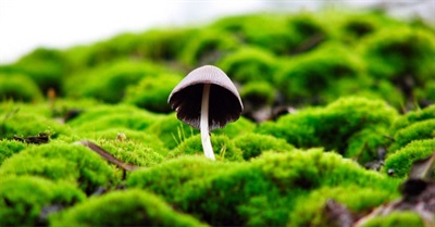 Psychedelic Mushroom Compound Found To Grow And Repair Brain Cells