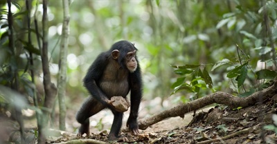 Mysterious Chimpanzee Behaviour May Be Evidence of 'Sacred' Rituals