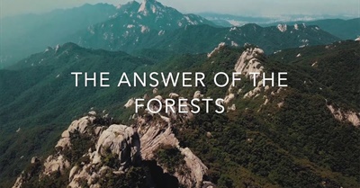 The Answer of the Forests