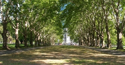 When You Give a Tree an Email Address