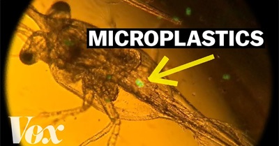 Why These Plankton are Eating Plastic
