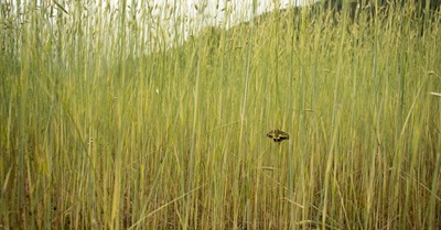 Farmers, Chefs, and Lawyers: Building an Ecology of One