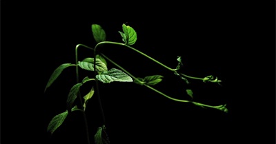 Metamorphosis of Plants