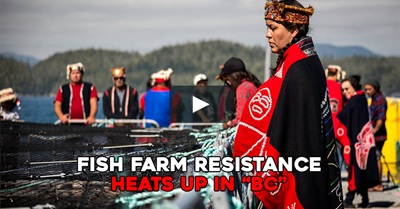 Fish Farm Resistance Heats up in "BC"