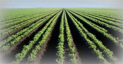 Stupidity and Intelligence: Science, GMOs and Our Food