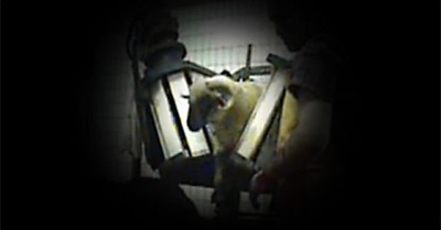 What are 'International Standards' for live export?