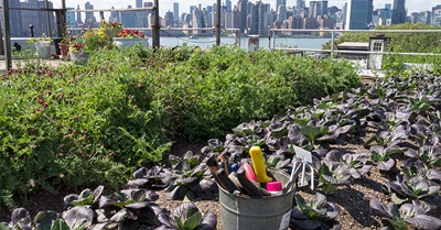 EHP - Urban Gardening: Managing the Risks of Contaminated Soil