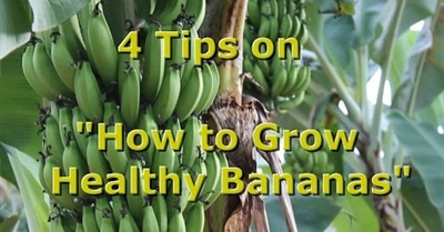 4 Tips on "How to Grow Healthy Organic Bananas" with Brendon McKeon