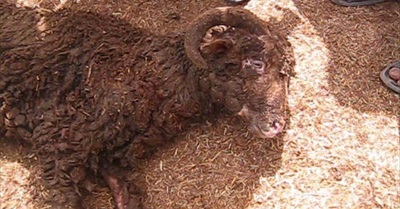 Indefensible: Animals Australia investigation reveals abuses in Live-Animal Export Trade