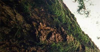 How Trees Talk to Each Other