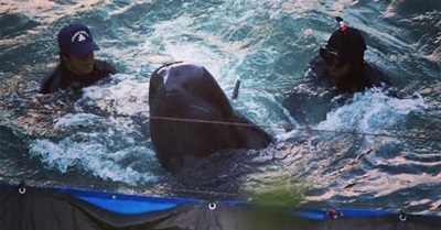 London Calling - One Voice for the Dolphins of Taiji