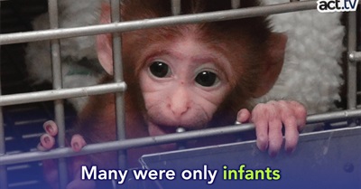 Big Pharma Even More Cruel to Monkeys Than Humans