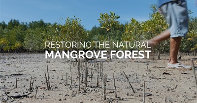 Restoring The Natural Mangrove Forest