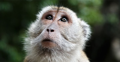 The Five Most Common Misunderstandings About Evolution