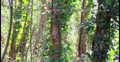 Inner-City Nature Reserves: You Won't Know How Awesome They Are Till You Have One Yourself