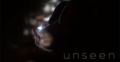Unseen – A look into the final hours of life for pigs from Smithfield