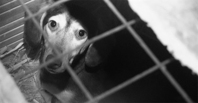 Puppy Farms Exposed - Clear Reasons Why You Should Adopt, Not Buy