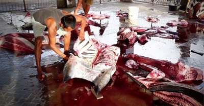 STOP THE DEMAND, Breaking the cycle of the Manta Ray Slaughter, Project AWARE Coral Bay Fundraiser, Western Australia