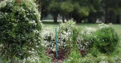 The Other Side of the Compost Pile