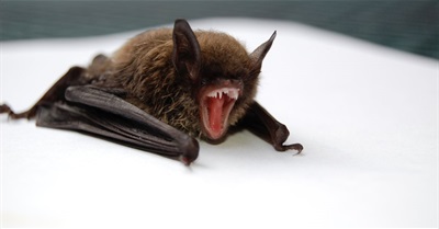 Before & After I Became a Social Justice Vampire