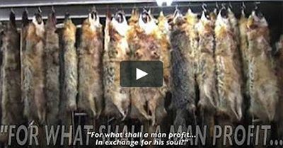 CRY OF THE INNOCENT: The Voices That Can't Speak (Fur Trade)
