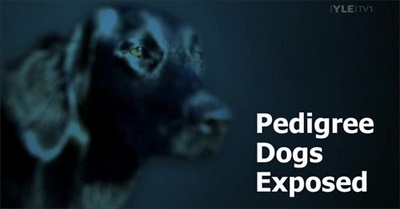 Pedigree Dogs Exposed