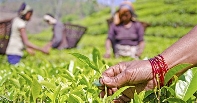 'Overwhelming' Evidence Shows Path Is Clear: It's Time to Ditch Industrial Agriculture for Good