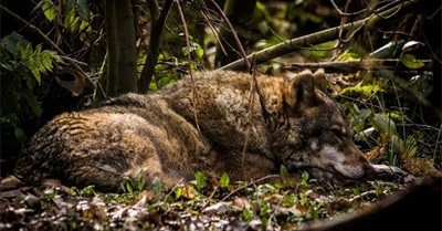 Wildwood Trust & Rewilding Britian