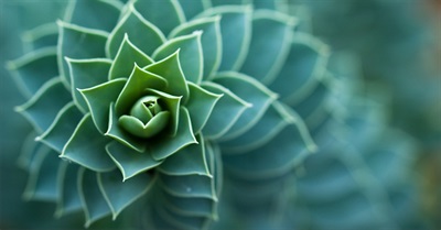 What Is Biomimicry, Anyway?