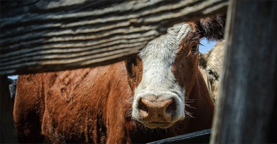 Days of Revolt: The Assault of the Animal Agriculture Industry