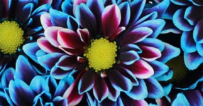 The Political Significance of LSD