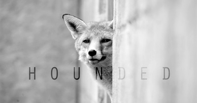 Hounded - A Short Film About Foxes, Britain's Last Remaining Wild Dogs