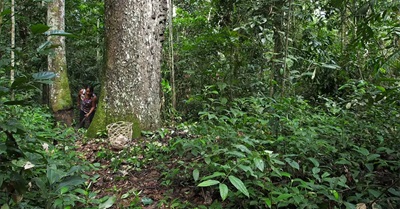 La Castañera - The Brazil Nut Gatherer