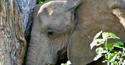 Extinction Illness: Grave Affliction and Possibility