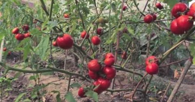 Royness - Kid Tontorron / Tomato garden