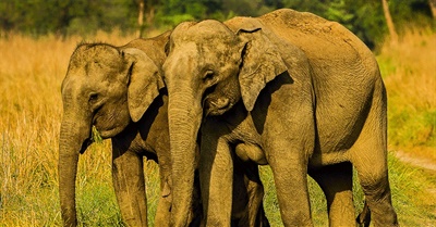 Jim Corbett National Park - The Tiger Country