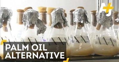 Palm Oil Alternative Offers Hope for Rainforest Deforestation