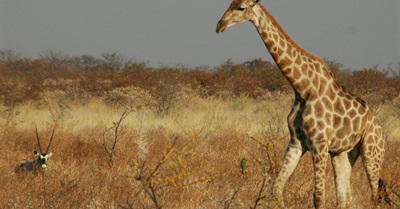Giraffes Silently Slip Onto the Endangered Species List