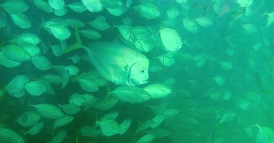 Madre Mar: Mother Ocean