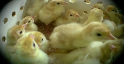 Butterball Abuse - Shocking Cruelty at World's Largest Turkey Producer