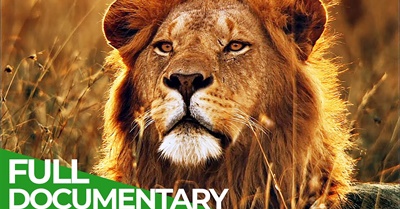 Apex Predator - The King of the Cats | Free Documentary Nature